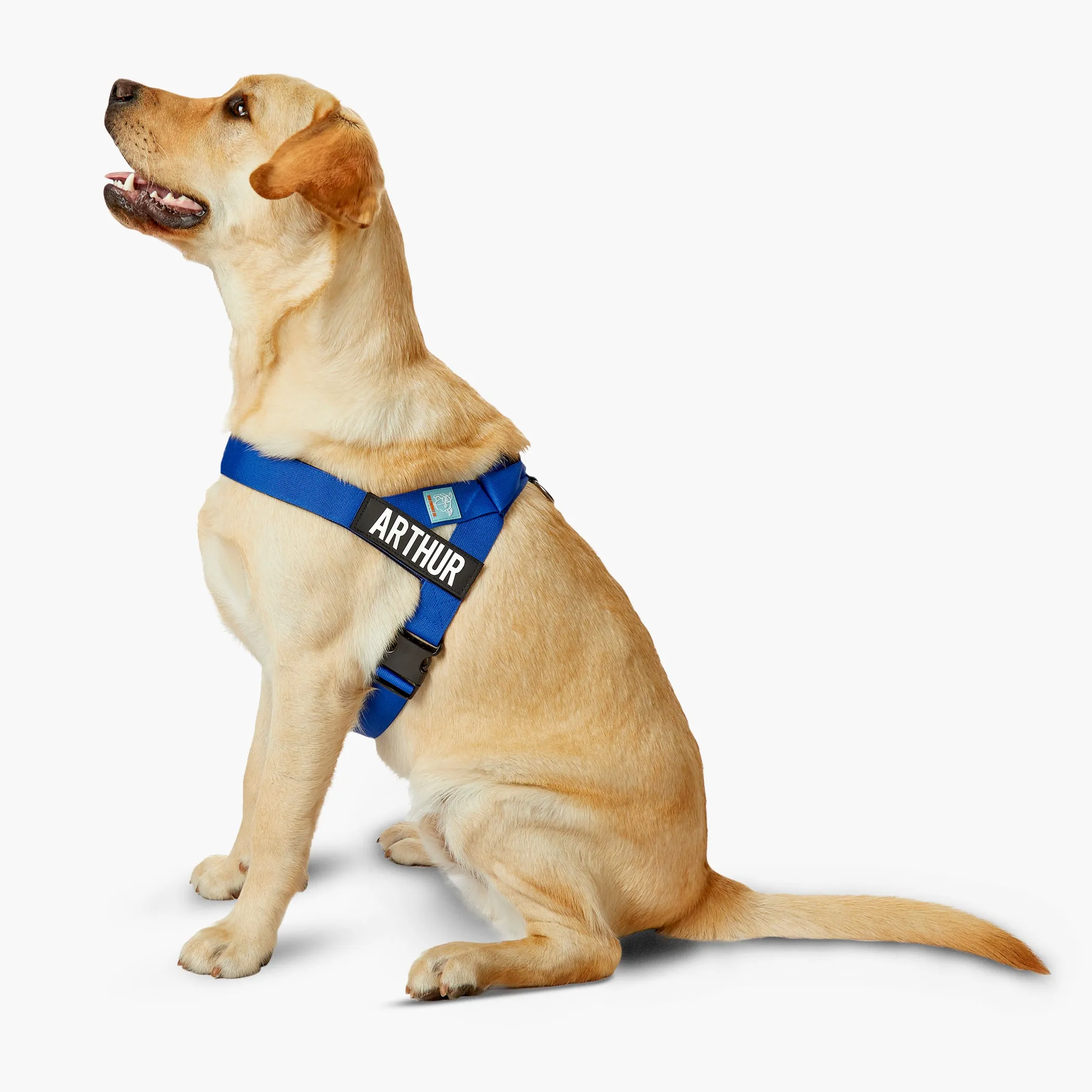 Dog Friendly Co. Dog Harness Classic Blue